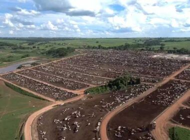 censo do confinamento revela crescimento do setor apesar de ano