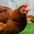 cepea queda na demanda de carne de frango diminui medias