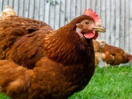 cepea queda na demanda de carne de frango diminui medias