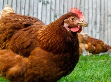 cepea queda na demanda de carne de frango diminui medias