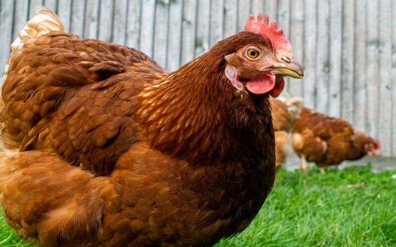 cepea queda na demanda de carne de frango diminui medias