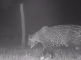 Cerca elétrica: a solução eficaz para proteger gado e lavouras contra onças e javalis 13 Cerca elétrica: a solução eficaz para proteger gado e lavouras contra onças e javalis