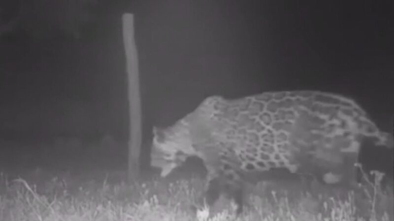 Cerca elétrica: a solução eficaz para proteger gado e lavouras contra onças e javalis