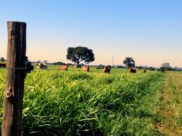 Cerca elétrica garante segurança reforçada e proteção eficiente para sua propriedade e família 15 Cerca elétrica garante segurança reforçada e proteção eficiente para sua propriedade e família