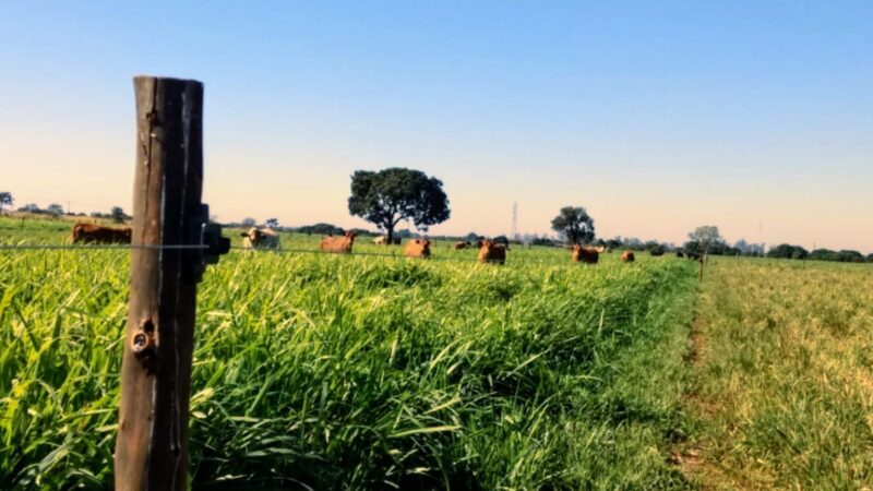 Cerca elétrica garante segurança reforçada e proteção eficiente para sua propriedade e família
