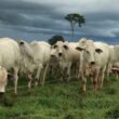 Cerca elétrica otimiza a administração dos pastos, garantindo mais eficiência e rendimento na pecuária