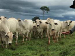 Cerca elétrica otimiza a administração dos pastos, garantindo mais eficiência e rendimento na pecuária