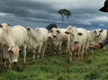 Cerca elétrica otimiza a administração dos pastos, garantindo mais eficiência e rendimento na pecuária