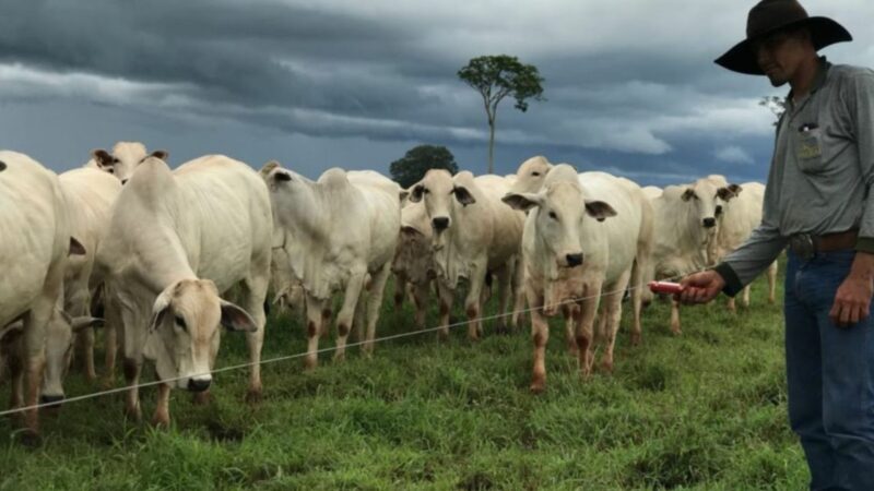 Cerca elétrica otimiza a administração dos pastos, garantindo mais eficiência e rendimento na pecuária