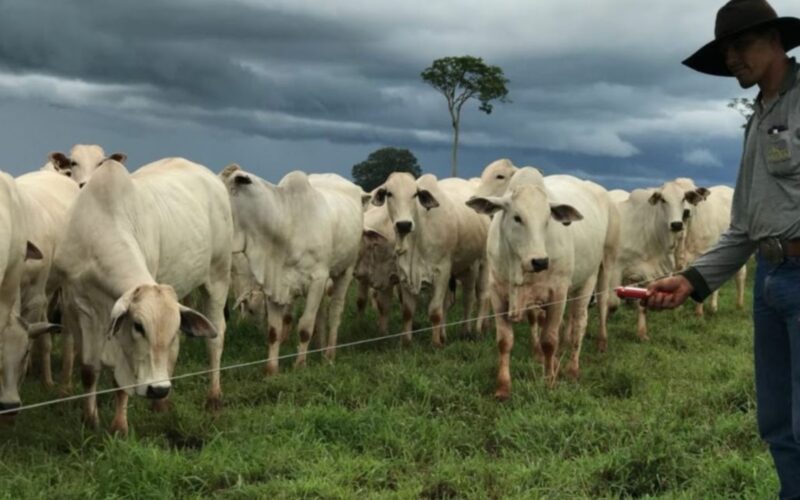 Cerca elétrica otimiza a administração dos pastos, garantindo mais eficiência e rendimento na pecuária