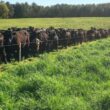 Cerca elétrica otimiza o uso do pasto e promove a saúde do gado com manejo inteligente e sustentável