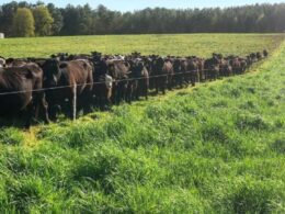 Cerca elétrica otimiza o uso do pasto e promove a saúde do gado com manejo inteligente e sustentável