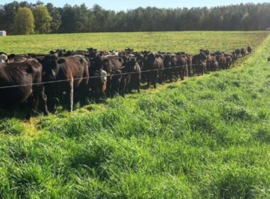 Cerca elétrica otimiza o uso do pasto e promove a saúde do gado com manejo inteligente e sustentável