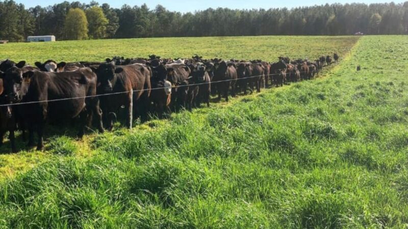 Cerca elétrica otimiza o uso do pasto e promove a saúde do gado com manejo inteligente e sustentável
