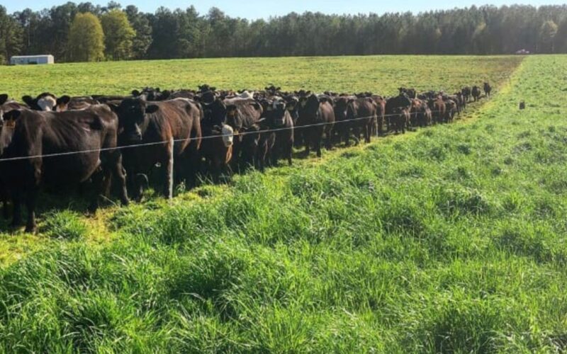 Cerca elétrica otimiza o uso do pasto e promove a saúde do gado com manejo inteligente e sustentável