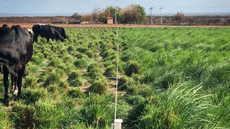 cerca eletrica otimiza pastagens e aumenta lucros transformando a gestao