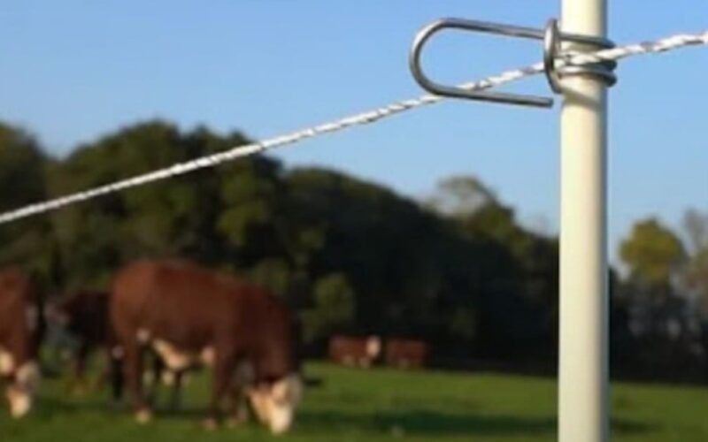 Cerca elétrica: o essencial para todas as fazendas. Descubra porquê
