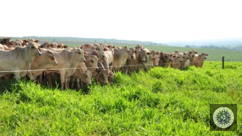 Cerca elétrica otimiza a administração dos pastos, garantindo mais eficiência e rendimento na pecuária 2 cerca eletrica 04.04.2025 1