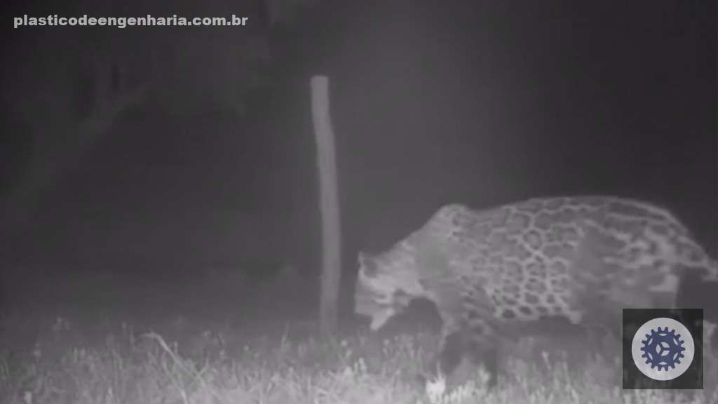 cerca eletrica animais selvagens 02.05.2025