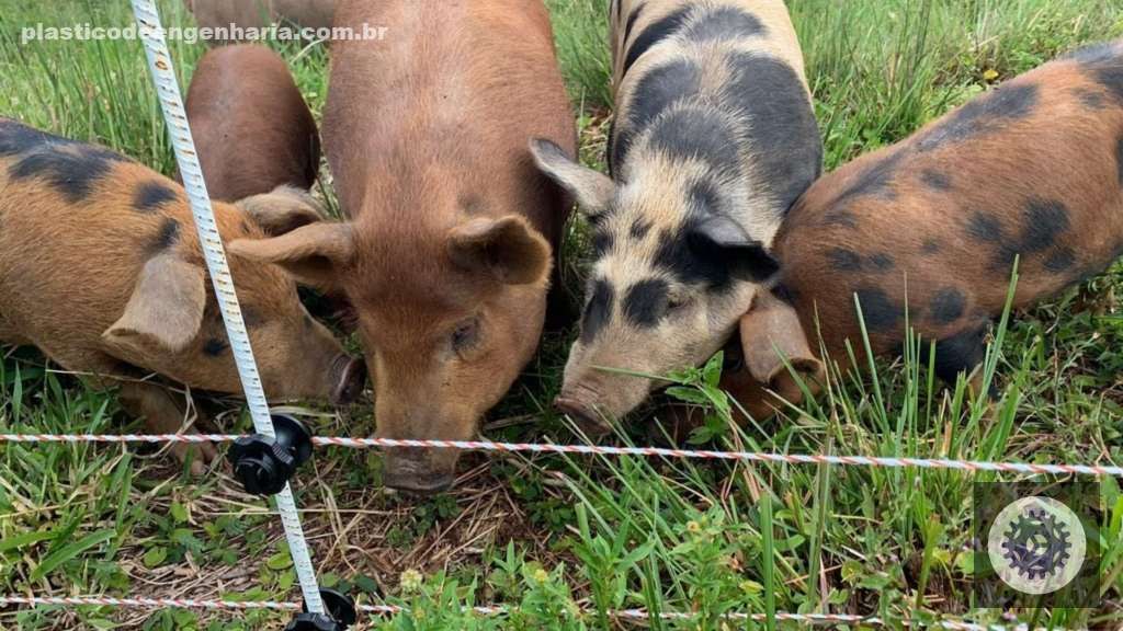 cerca eletrica animais selvagens 02.05.2025 2