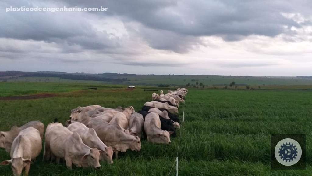 Cerca elétrica potencializa a ILP e protege lavouras, garantindo sustentabilidade e segurança nas propriedades 2 cerca eletrica ernesto coser 25.04.2025 3