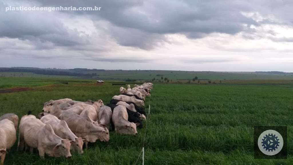 Cerca elétrica ideal: aprenda a calcular piquetes e distâncias para manter seu gado seguro e saudável 18 cerca eletrica ernesto coser 25.04.2025 4