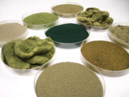 cereplast lanca linha de bioplasticos a base de algas unindo sustentabilidade e inovacao para o futuro ambiental