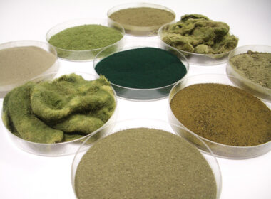 cereplast lanca linha de bioplasticos a base de algas unindo sustentabilidade e inovacao para o futuro ambiental