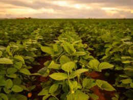 Chuvas Favoráveis: Conab Confirma Safra Recorde e Otimiza Expectativas para Agricultores! 18 chuvas favoraveis conab confirma safra recorde e otimiza expectativas para