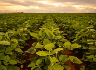 chuvas favoraveis conab confirma safra recorde e otimiza expectativas para
