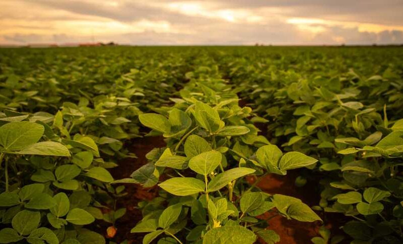 chuvas favoraveis conab confirma safra recorde e otimiza expectativas para