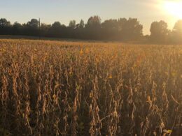 Chuvas irregulares comprometem safras de soja e milho: como mitigar os danos e garantir sua colheita saudável 17 RS: escassez ou falta de uniformidade de chuvas afetam lavouras de soja e milho