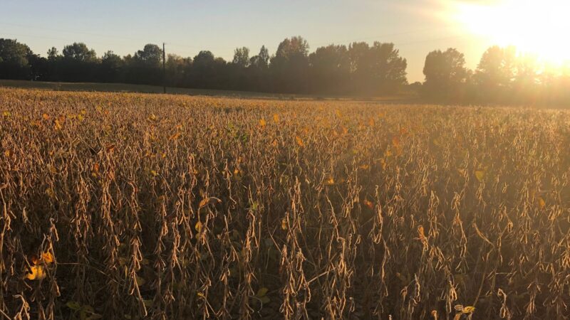 RS: escassez ou falta de uniformidade de chuvas afetam lavouras de soja e milho
