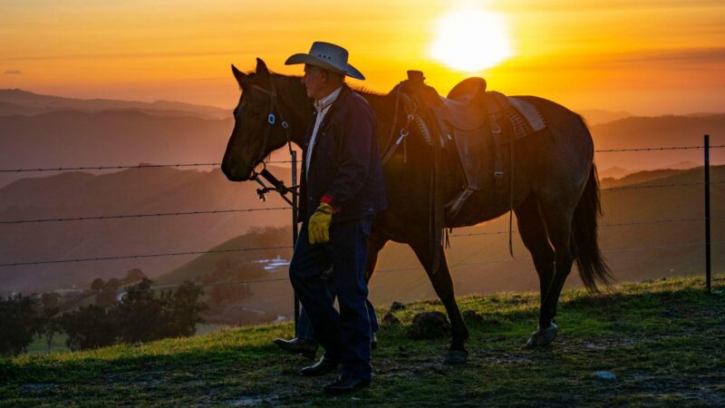 Cinco práticas indispensáveis que garantem mais lucro e produtividade na sua fazenda de pecuária