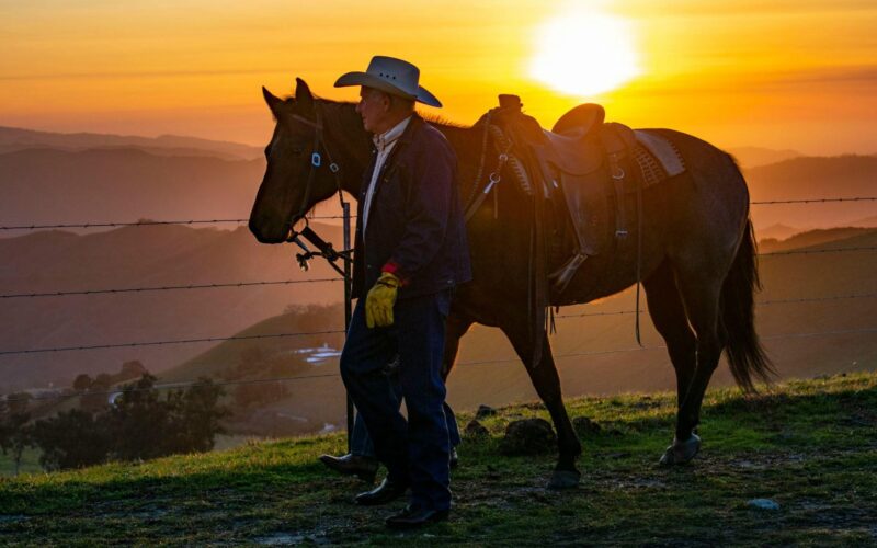 Cinco práticas indispensáveis que garantem mais lucro e produtividade na sua fazenda de pecuária