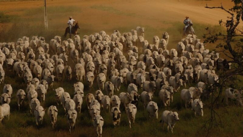 circuito nelore de qualidade avalia 40 mil carcacas e potencializa a excelencia na producao de carne bovina