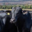 cna avalia custos de producao da pecuaria de corte no