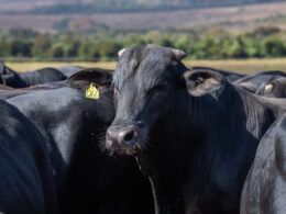 cna avalia custos de producao da pecuaria de corte no