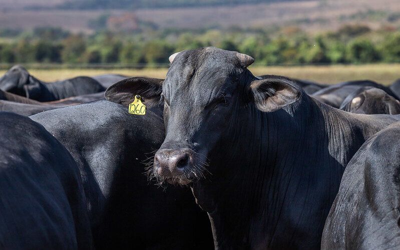 cna avalia custos de producao da pecuaria de corte no