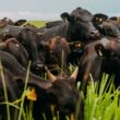 Cobea transforma a pecuária brasileira com foco no bem-estar animal e sustentabilidade, elevando padrões da indústria