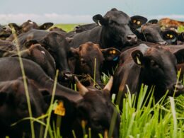 Cobea transforma a pecuária brasileira com foco no bem-estar animal e sustentabilidade, elevando padrões da indústria 11 Cobea transforma a pecuária brasileira com foco no bem-estar animal e sustentabilidade, elevando padrões da indústria