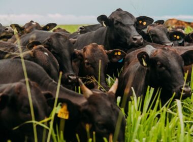 Cobea transforma a pecuária brasileira com foco no bem-estar animal e sustentabilidade, elevando padrões da indústria