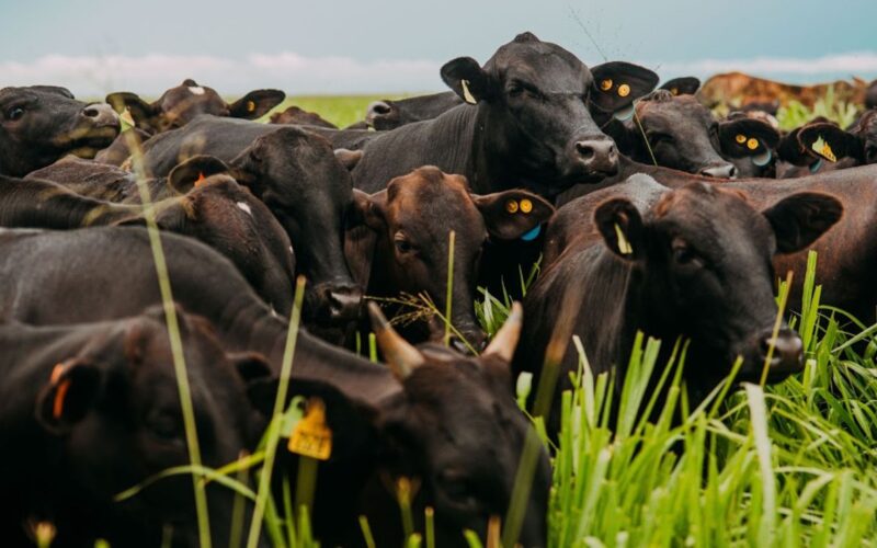 Cobea transforma a pecuária brasileira com foco no bem-estar animal e sustentabilidade, elevando padrões da indústria