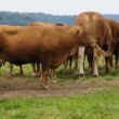 comite gestor impulsiona pecuaria moderna no parana inovacao e crescimento sustentavel