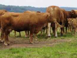 Comitê-Gestor Impulsiona Pecuária Moderna no Paraná: Inovação e Crescimento Sustentável que Transformam o Setor e Potencializam Resultados Econômicos 18 comite gestor impulsiona pecuaria moderna no parana inovacao e crescimento sustentavel