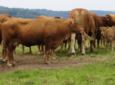 comite gestor impulsiona pecuaria moderna no parana inovacao e crescimento sustentavel
