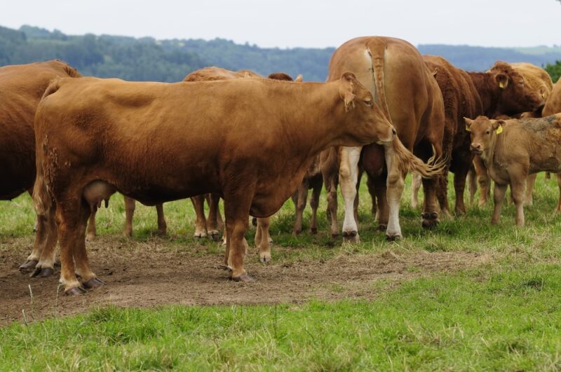 comite gestor impulsiona pecuaria moderna no parana inovacao e crescimento sustentavel