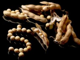 Como a Disputa entre Trump e China Abre Novas Oportunidades para a Soja Brasileira e Transforma o Mercado Agrícola 11 como a disputa entre trump e china abre novas oportunidades