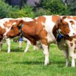 Como a Marfrig Está Elevando os Padrões de Bem-Estar Animal e Impactando o Futuro da Pecuária Sustentável