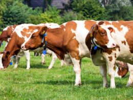 Como a Marfrig Está Elevando os Padrões de Bem-Estar Animal e Impactando o Futuro da Pecuária Sustentável